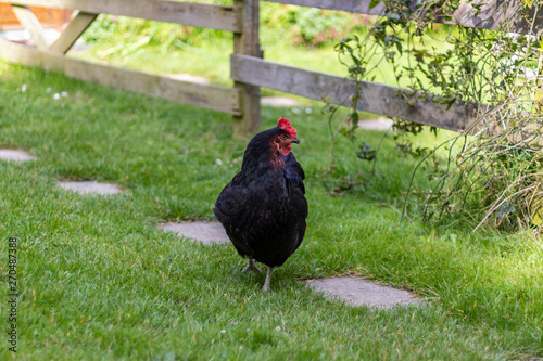 Farm scene, Black Chicken with blue tint on feathers.