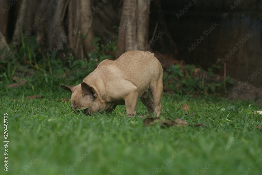 Bulldog francês - frenchie puppy - Farejando Bulldog francês - frenchie puppy - Farejando