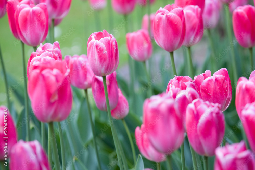 Close-up picture of pink tulips blooming in a garden in spring