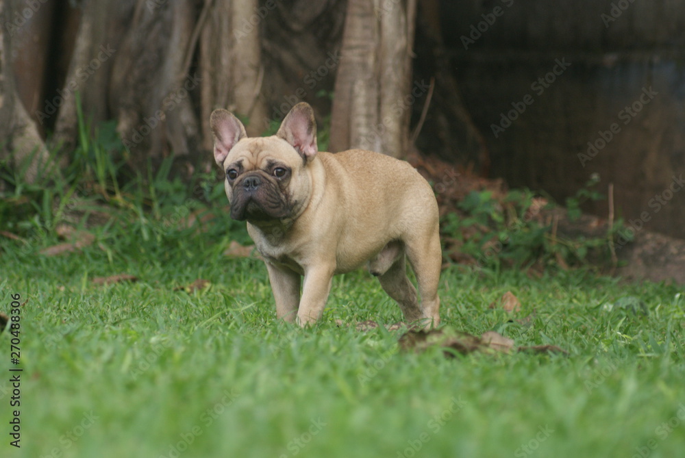 Bulldog francês - frenchie puppy - parado na grama