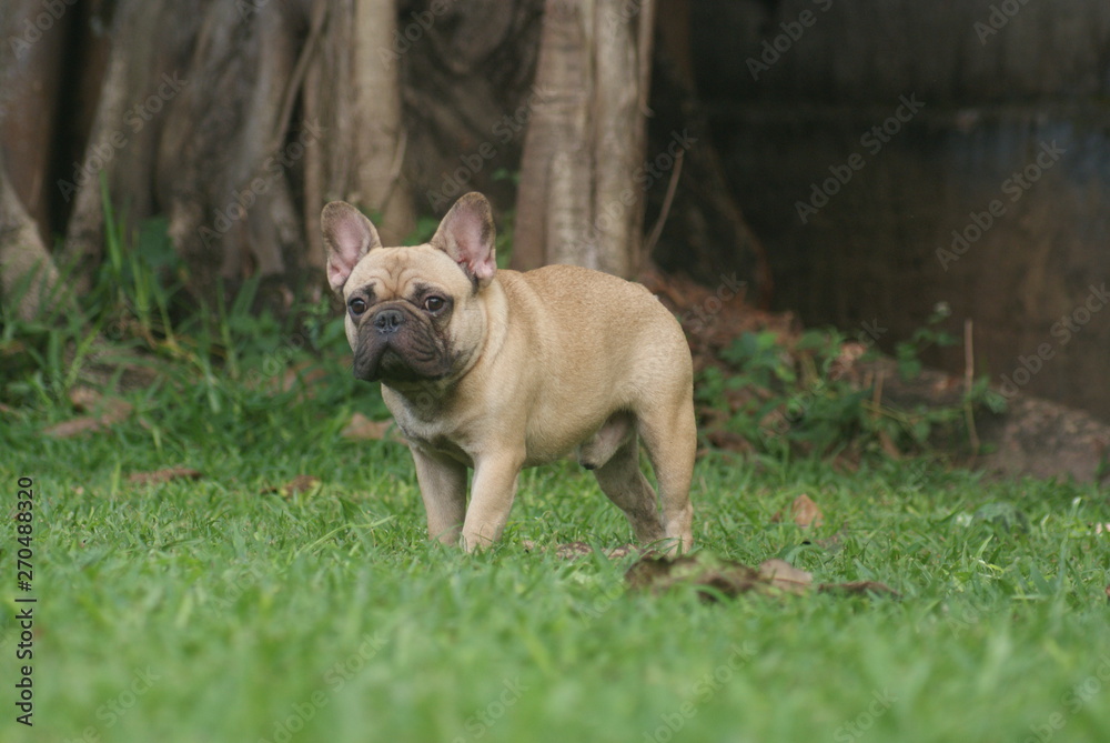 Bulldog francês - frenchie puppy - parado na grama Bulldog francês - frenchie puppy - parado na grama