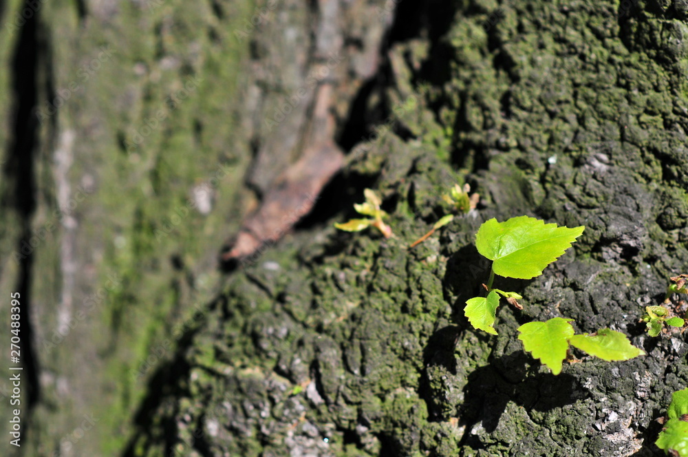 Little linden leaf (Tilia cordata, small-leaved lime, occasionally littleleaf linden or small-leaved linden) starting to grow from giant tree trunk. Little linden leaf (Tilia cordata, small-leaved lime, occasionally littleleaf linden or small-leaved linden) starting to grow from giant tree trunk.