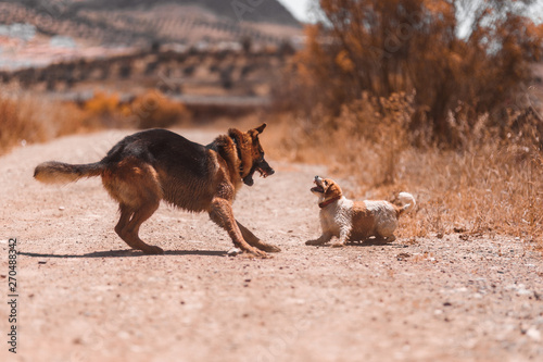 Fototapeta Naklejka Na Ścianę i Meble -  Two dogs fighting and playing