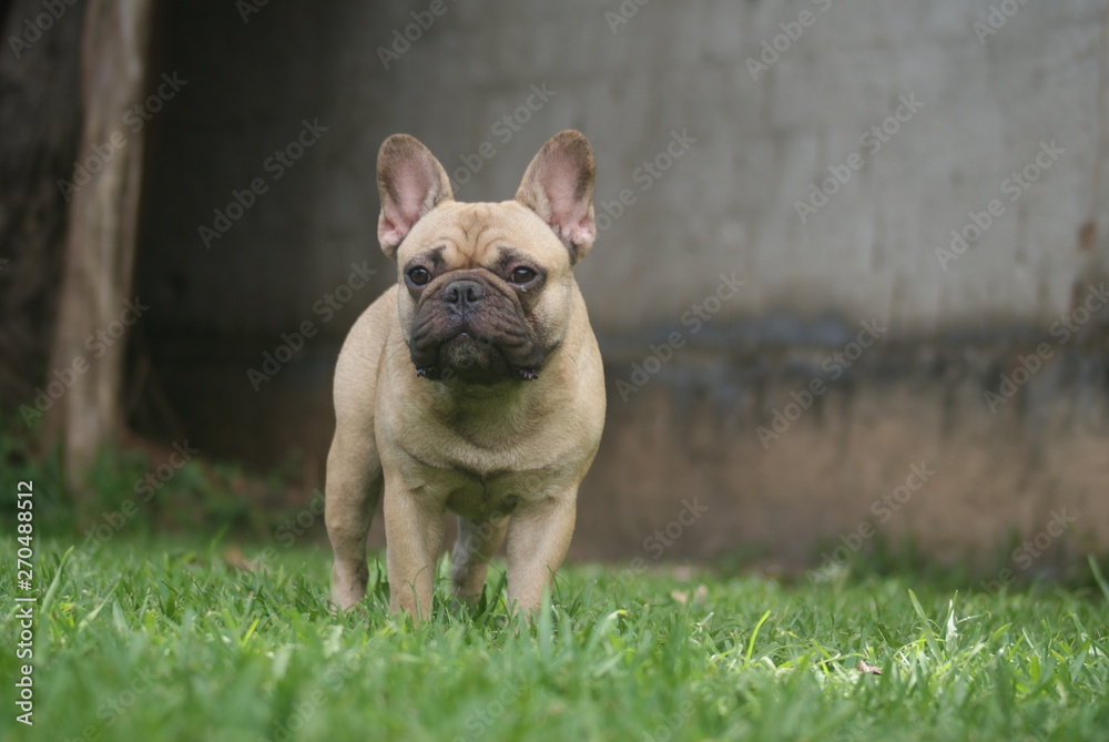 Bulldog francês - frenchie puppy - Forte e pequeno