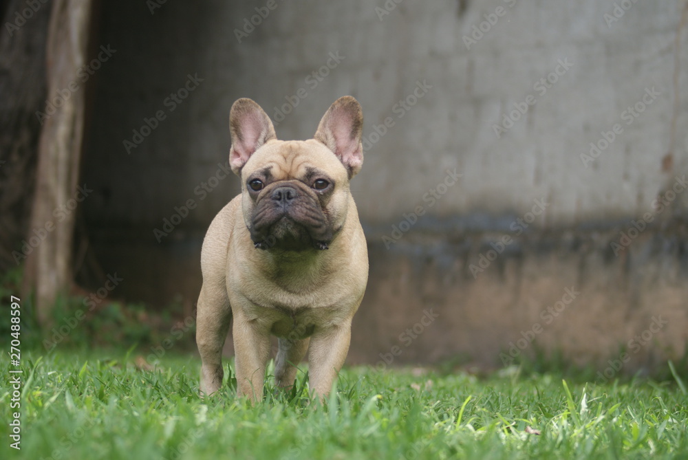 Bulldog francês - frenchie puppy - Forte e pequeno