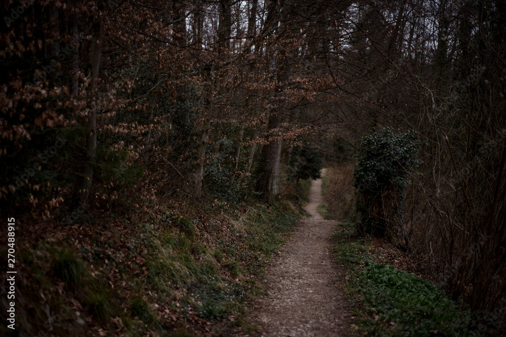 Fototapeta premium Forest hill