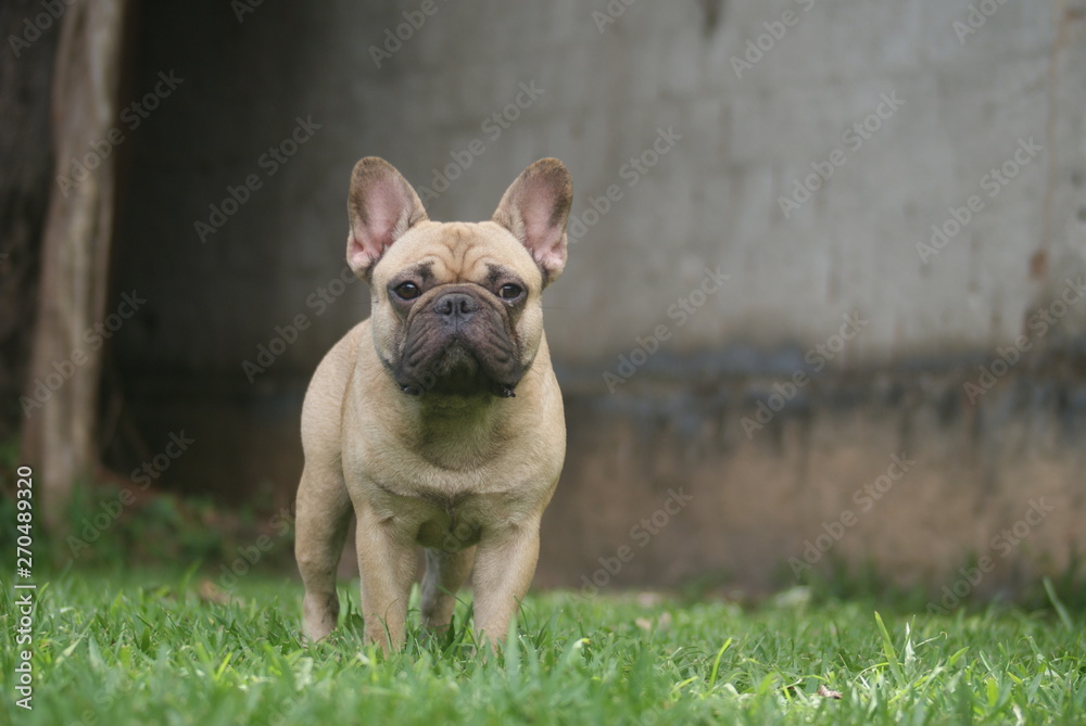 Bulldog francês - frenchie puppy - Forte e pequeno Bulldog francês - frenchie puppy - Forte e pequeno