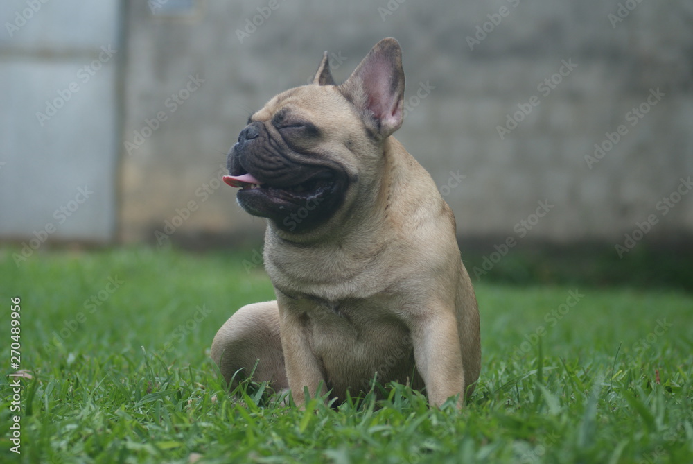 Bulldog francês - frenchie puppy - sorrindo  e relaxando