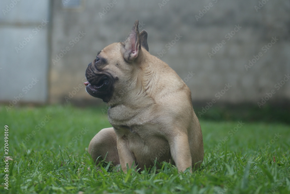 Bulldog francês - frenchie puppy - olhando para trás  