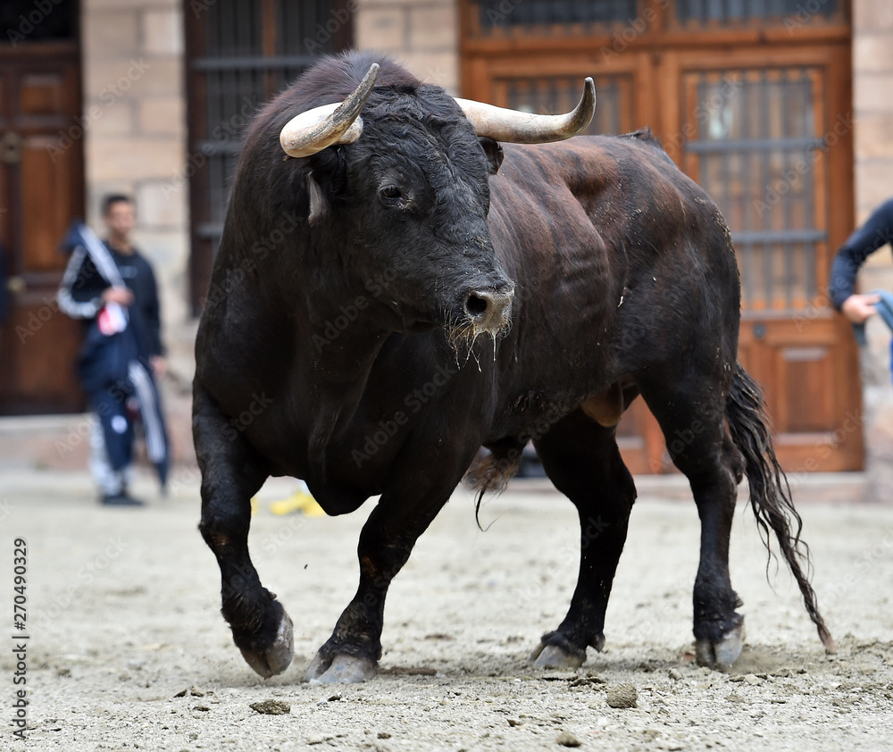 toro español toro español
