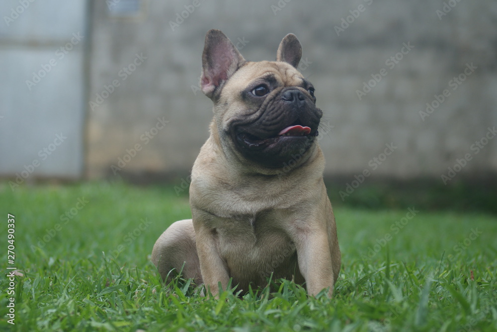 Bulldog francês - frenchie puppy - No quintal