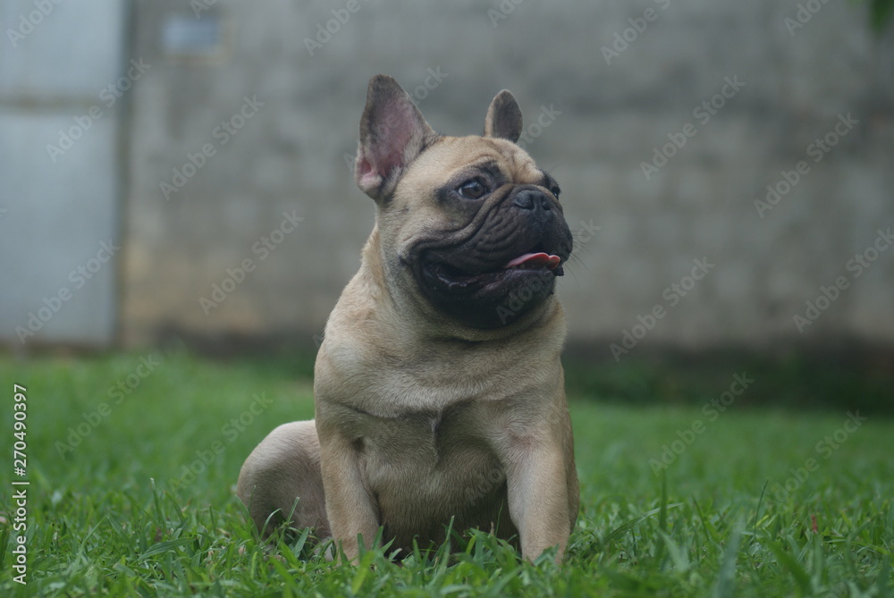 Bulldog francês - frenchie puppy - No quintal