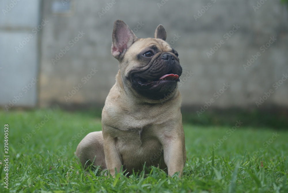 Bulldog francês - frenchie puppy - Quintal em casa