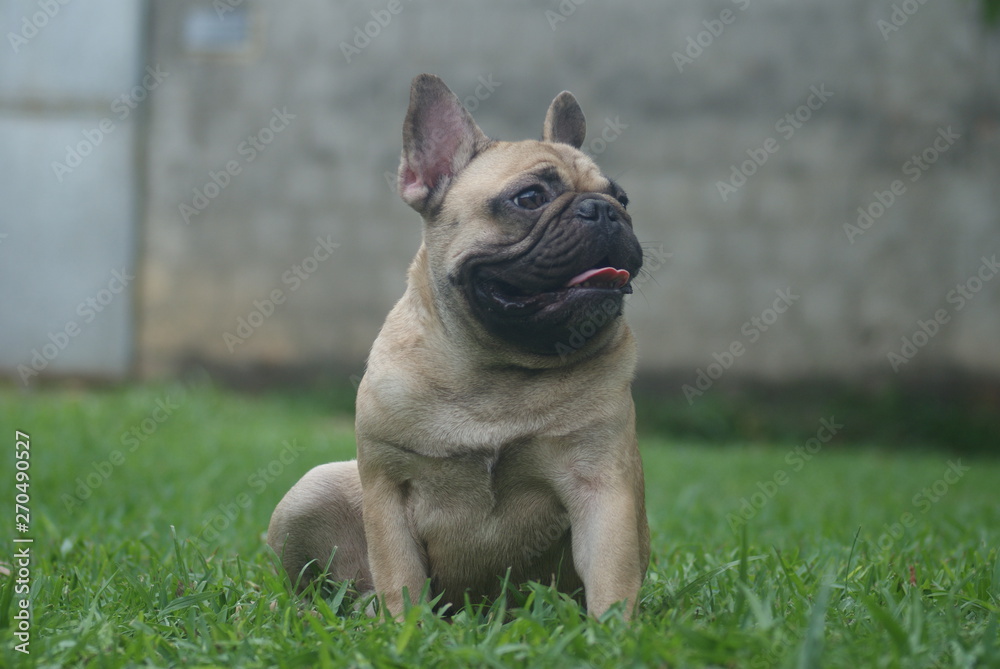 Bulldog francês - frenchie puppy - Quintal em casa