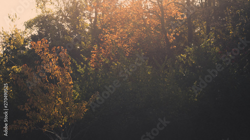 Autumn Leaves and Trees