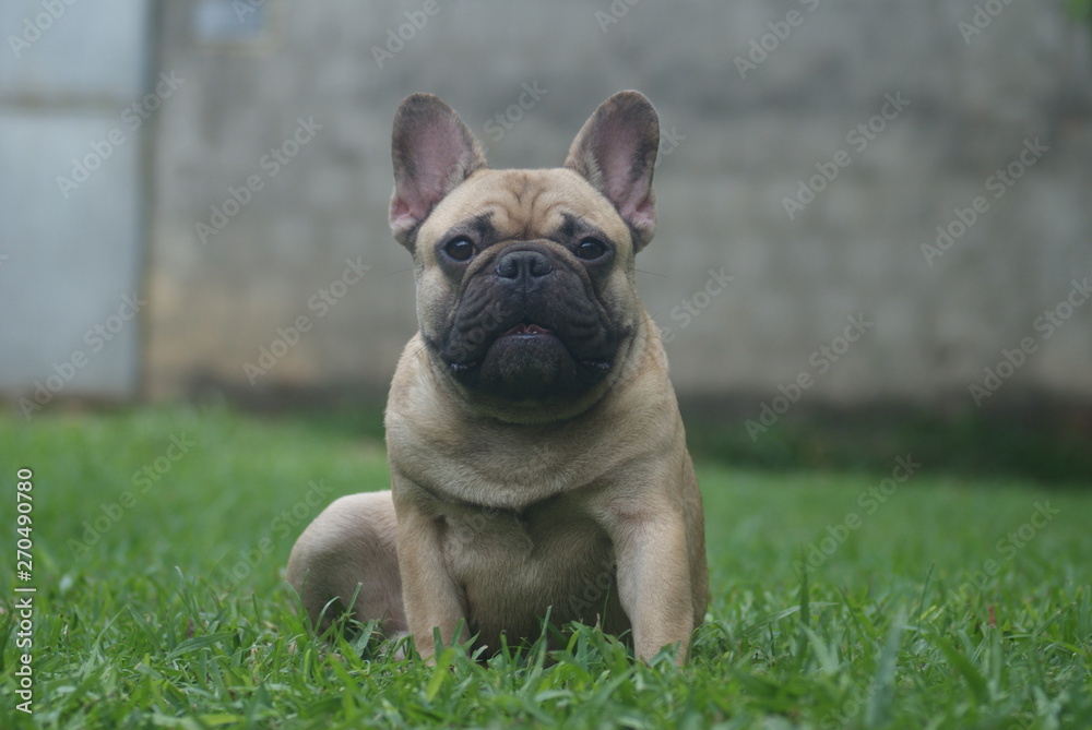 Bulldog francês - frenchie puppy - bravo
