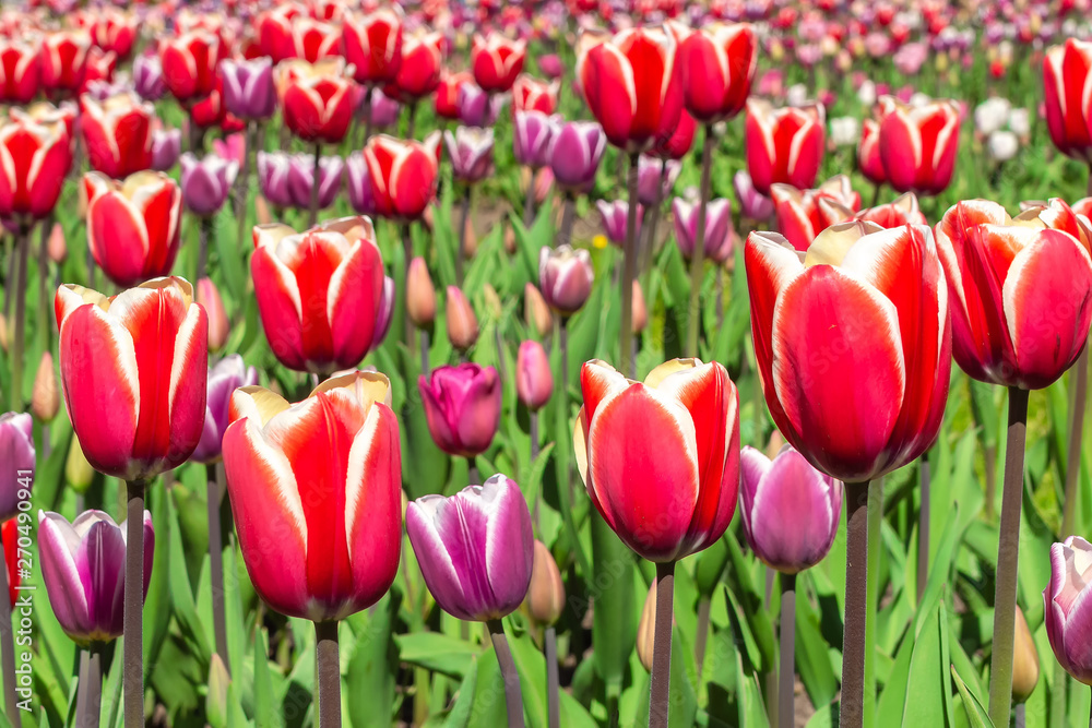 Blooming tulips
