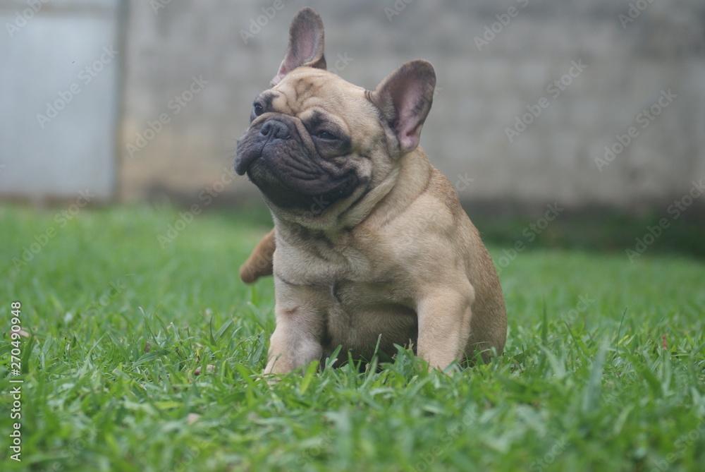 Bulldog francês - frenchie puppy - Coçando-se no quintal 