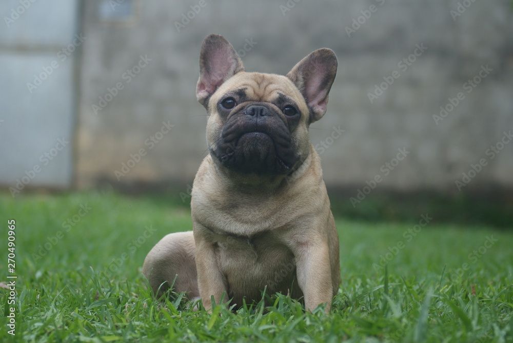 Bulldog francês - frenchie puppy - bravo