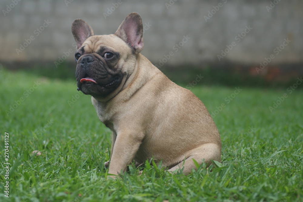 Bulldog francês - frenchie puppy 