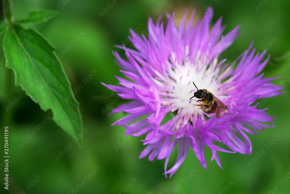 bee on a beautiful flower on a blurred background bee on a beautiful flower on a blurred background