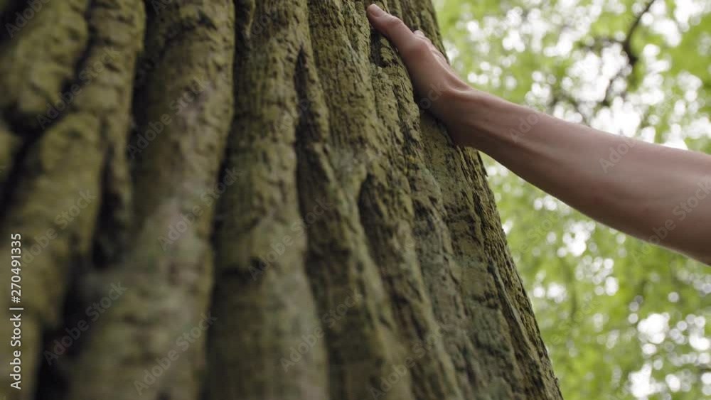 Feeling the connection with the nature by touching big old oak tree