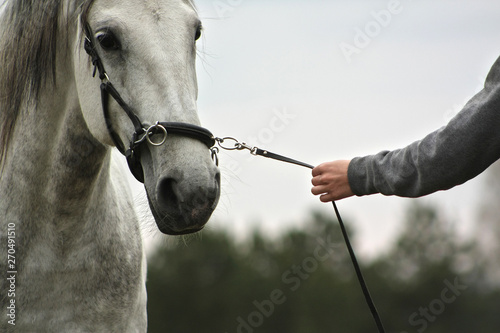 Woman leads a white spanish horse on cavesson bridle. Close up. 