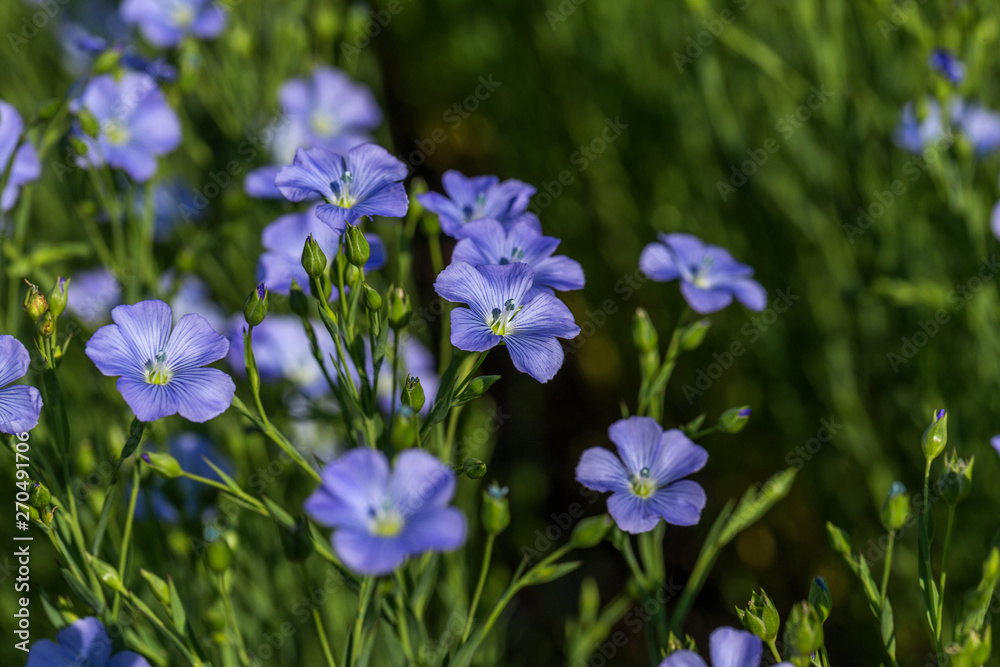 Flax blossoms. Green flax field in summer. Sunny day. Agriculture, flax cultivation. Selective focus. Field of many flowering plants (linum usitatissimum). Linum blooms