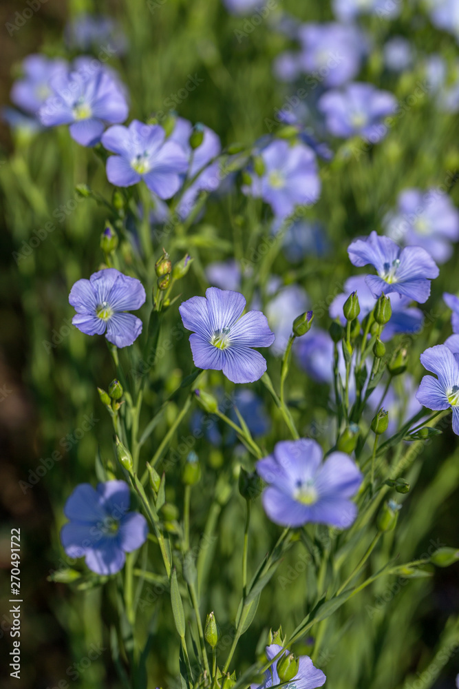 Flax blossoms. Green flax field in summer. Sunny day. Agriculture, flax cultivation. Selective focus. Field of many flowering plants (linum usitatissimum). Linum blooms Flax blossoms. Green flax field in summer. Sunny day. Agriculture, flax cultivation. Selective focus. Field of many flowering plants (linum usitatissimum). Linum blooms