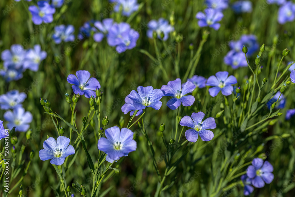 Flax blossoms. Green flax field in summer. Sunny day. Agriculture, flax cultivation. Selective focus. Field of many flowering plants (linum usitatissimum). Linum blooms Flax blossoms. Green flax field in summer. Sunny day. Agriculture, flax cultivation. Selective focus. Field of many flowering plants (linum usitatissimum). Linum blooms