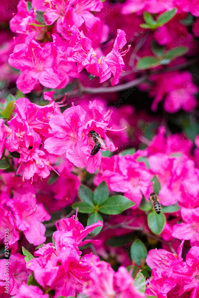 Beautiful botanical garden, flowers and blooming bushes in spring Beautiful botanical garden, flowers and blooming bushes in spring