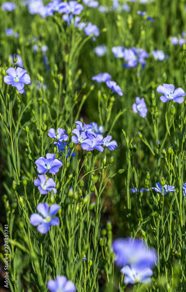 Flax blossoms. Green flax field in summer. Sunny day. Agriculture, flax cultivation. Selective focus. Field of many flowering plants (linum usitatissimum). Linum blooms Flax blossoms. Green flax field in summer. Sunny day. Agriculture, flax cultivation. Selective focus. Field of many flowering plants (linum usitatissimum). Linum blooms