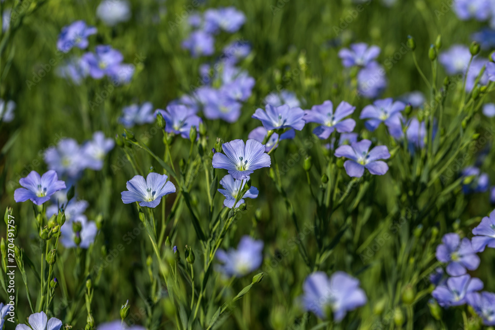 Flax blossoms. Green flax field in summer. Sunny day. Agriculture, flax cultivation. Selective focus. Field of many flowering plants (linum usitatissimum). Linum blooms Flax blossoms. Green flax field in summer. Sunny day. Agriculture, flax cultivation. Selective focus. Field of many flowering plants (linum usitatissimum). Linum blooms