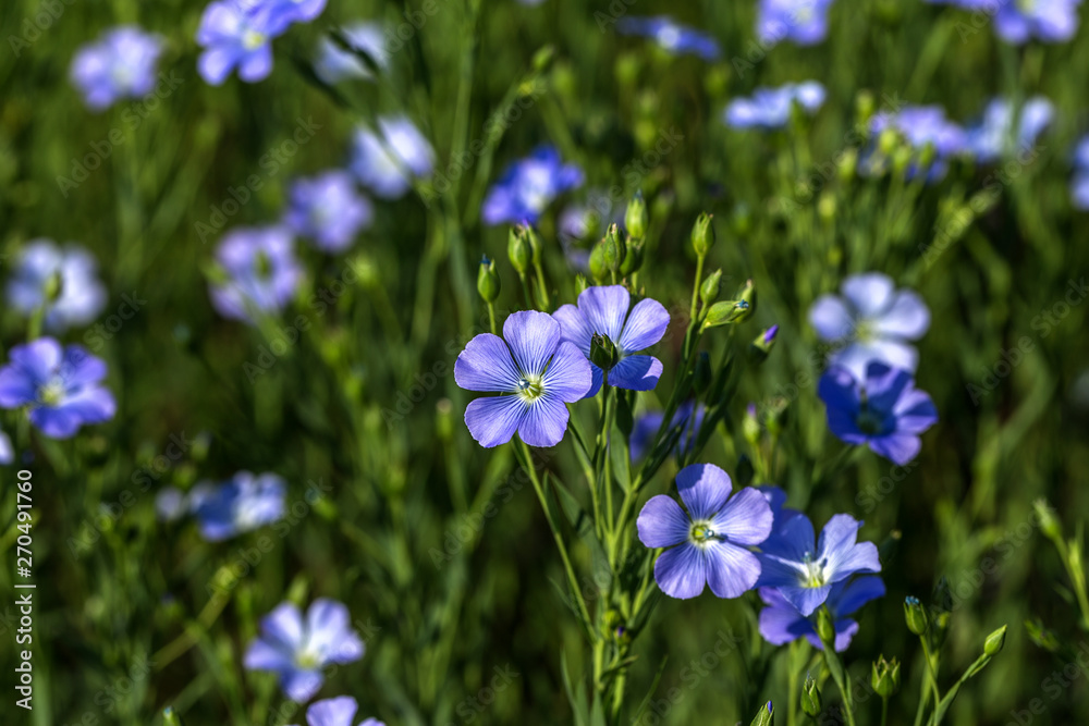 Flax blossoms. Green flax field in summer. Sunny day. Agriculture, flax cultivation. Selective focus. Field of many flowering plants (linum usitatissimum). Linum blooms Flax blossoms. Green flax field in summer. Sunny day. Agriculture, flax cultivation. Selective focus. Field of many flowering plants (linum usitatissimum). Linum blooms