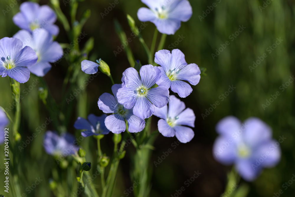 Flax blossoms. Green flax field in summer. Sunny day. Agriculture, flax cultivation. Selective focus. Field of many flowering plants (linum usitatissimum). Linum blooms Flax blossoms. Green flax field in summer. Sunny day. Agriculture, flax cultivation. Selective focus. Field of many flowering plants (linum usitatissimum). Linum blooms