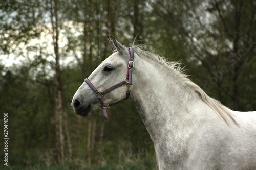 White andalusian PRE horse runs in a paddock in summer. Close view  portrait.