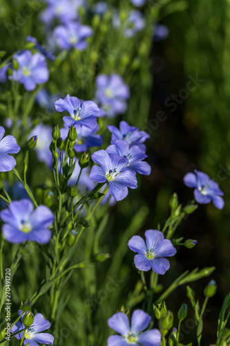Flax blossoms. Green flax field in summer. Sunny day. Agriculture  flax cultivation. Selective focus. Field of many flowering plants  linum usitatissimum . Linum blooms