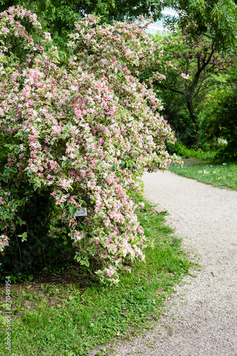 Beautiful botanical garden  flowers and blooming bushes in spring