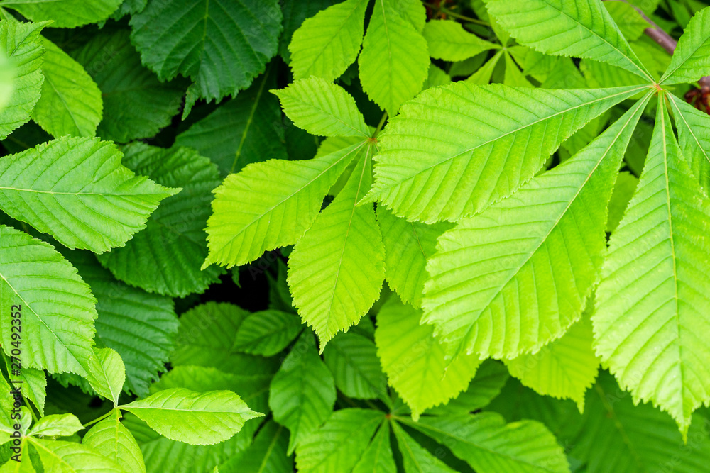 green chesnut leafs background. backdrop texture for design. beautiful chestnut branch with bright foliages. green chesnut leafs background. backdrop texture for design. beautiful chestnut branch with bright foliages.