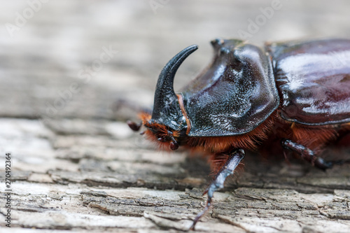Rhinoceros Beetle. macro photo at wooden background. © Andrii