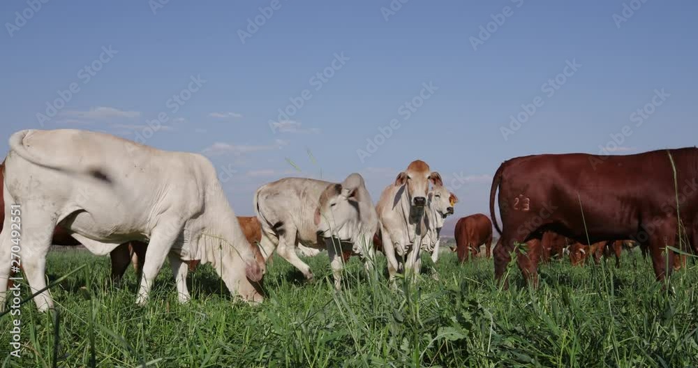 Static shot of free range cattle grazing in a green field Static shot of free range cattle grazing in a green field