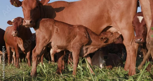 Free range calf suckling on mother photo