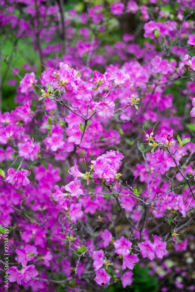 Beautiful botanical garden, flowers and blooming bushes in spring Beautiful botanical garden, flowers and blooming bushes in spring