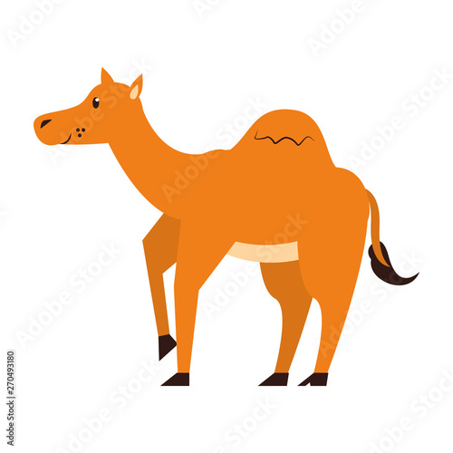 camel wildlife cute animal cartoon