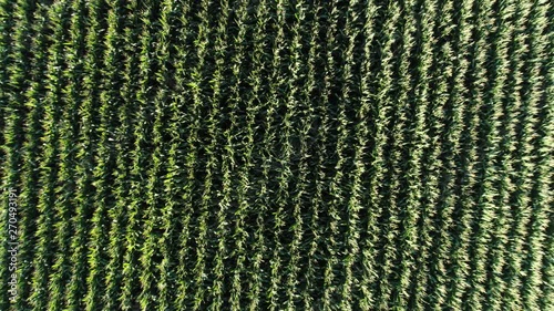 Aerial view zoom out of rows of corn photo