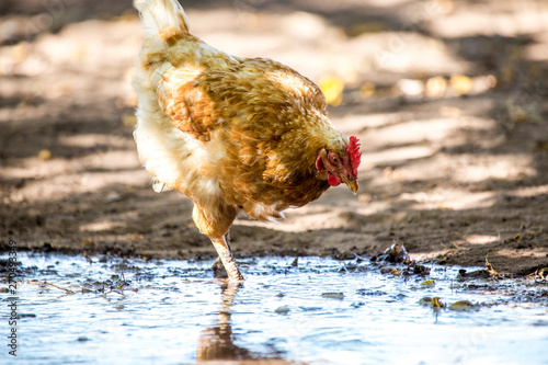 gallina chicken