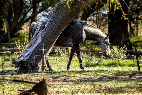 caballo se rasca