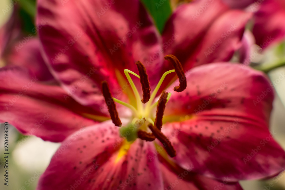 Center of a star gazer lily