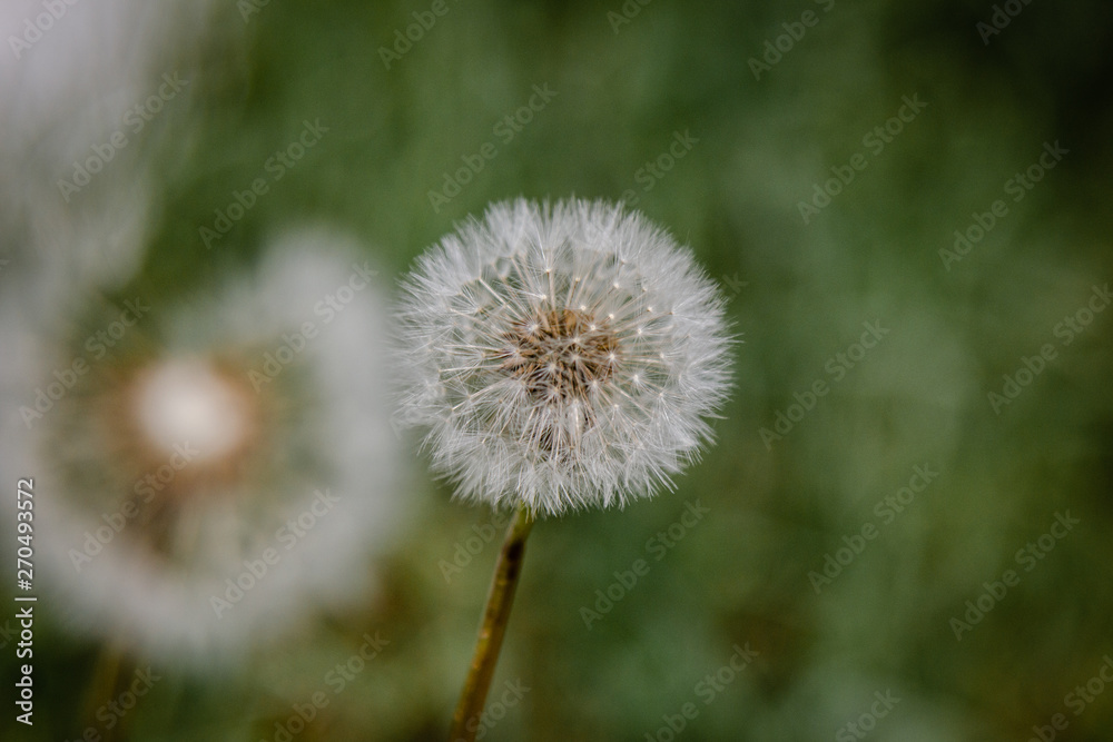 Dandelion flower on green background