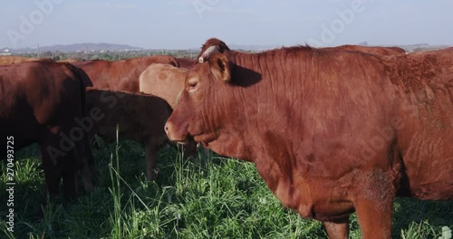 Moving shot of free range cattle in a green field photo